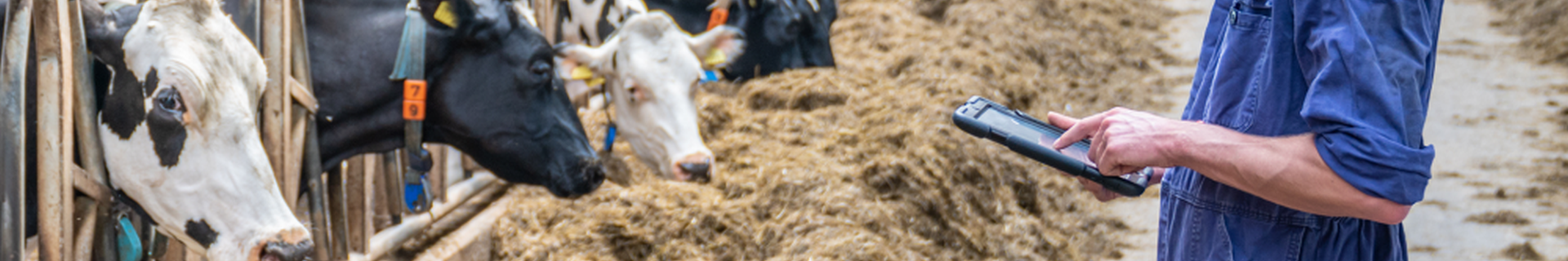 Symbolbild: Ein Landwirt hält ein Table in der Hand und steht einer Reihe von Kühen direkt gegenüber, die an einem Fressgitter stehen und fressen