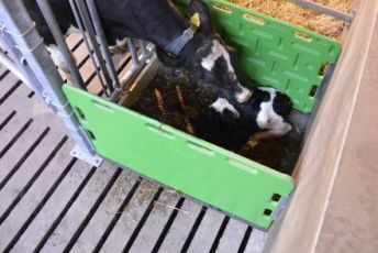 individuele-aandacht-cuddle-box-spinder-dairy-housing-concepts