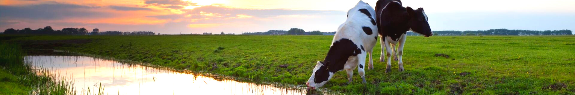 An heißen Sommertagen ist es wichtig, dass sich Kühe abkühlen können.