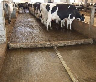 Eine Reihe Kühe steht an der Futterstelle, während ein Spaltenboden-Schieber den Dung aus dem Weg räumt
