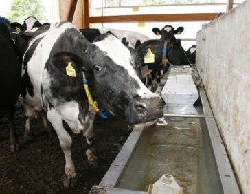 Watervoorraad drinkbak model F met vorstbeveiliging voor de koudere gebieden. 