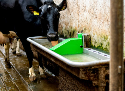 Ausreichend frisches Wasser ist für Kühe an heißen Sommertagen besonders wichtig.