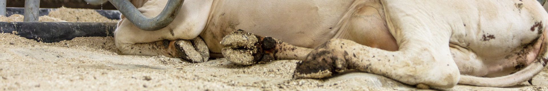 Titel-Banner: Spinder Wasserbetten für unsere Kühe, für das ganze Jahr die beste Wahl!