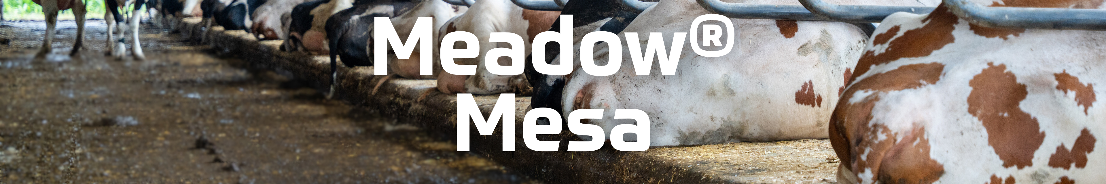 Liegeboxenbelag: Meadow Kuhmatratze