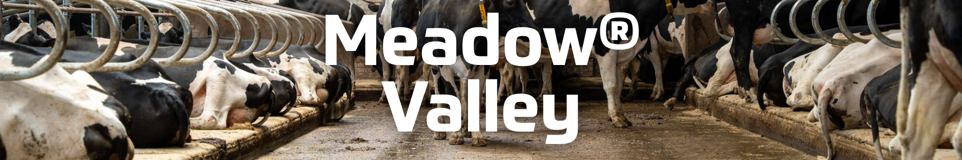 Meadow Valley Kuhmatratze