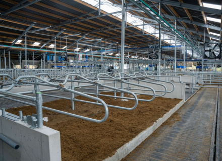 Spinder Vetvice Sandcubicle