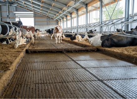 Dungschieber im Milchviehstall: Für eine optimale Entmistung