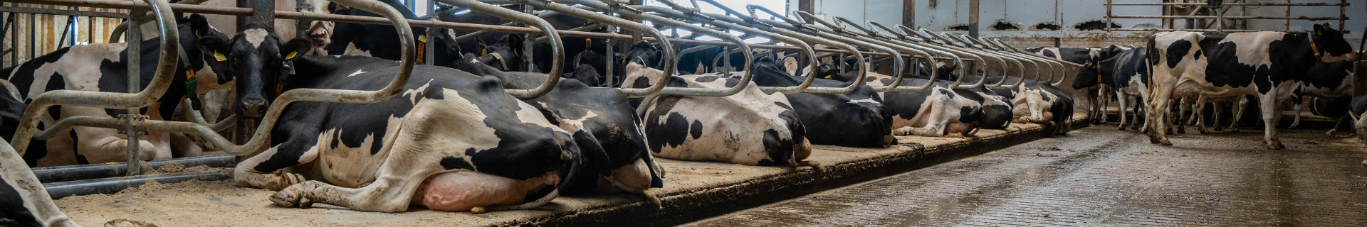 Preventing swollen hocks