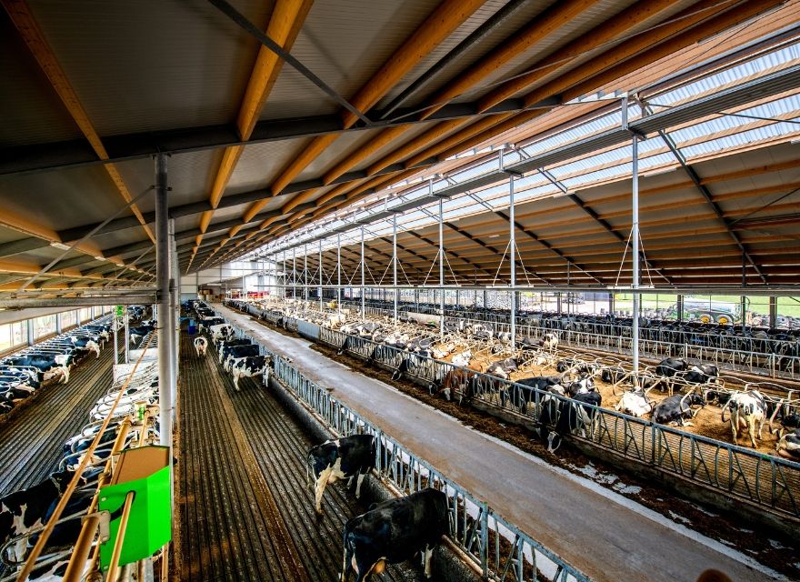Effizienter Kuhverkehr - Stalleinrichtung Milchvieh 