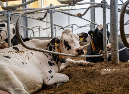 Verbesserung der Gesundheit von Milchvieh und Verlängerung der Lebensdauer von Milchvieh