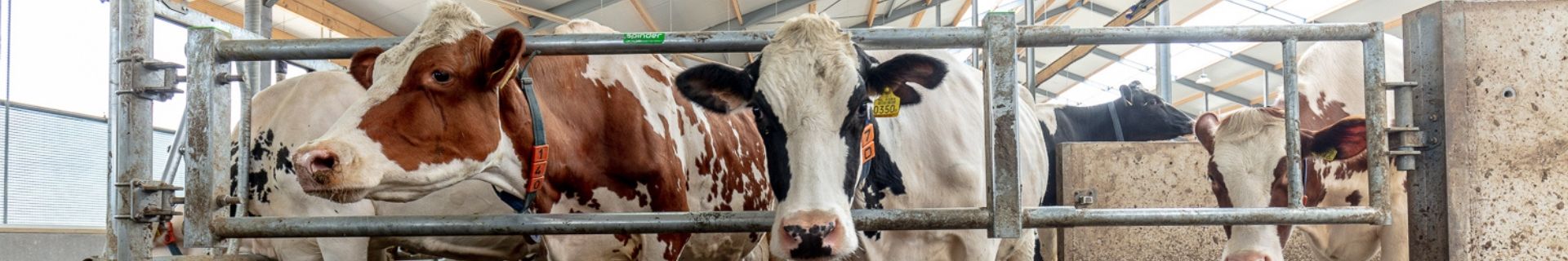 Haltung von Trockenen Kühen: Die Grundlage für eine erfolgreiche Laktation