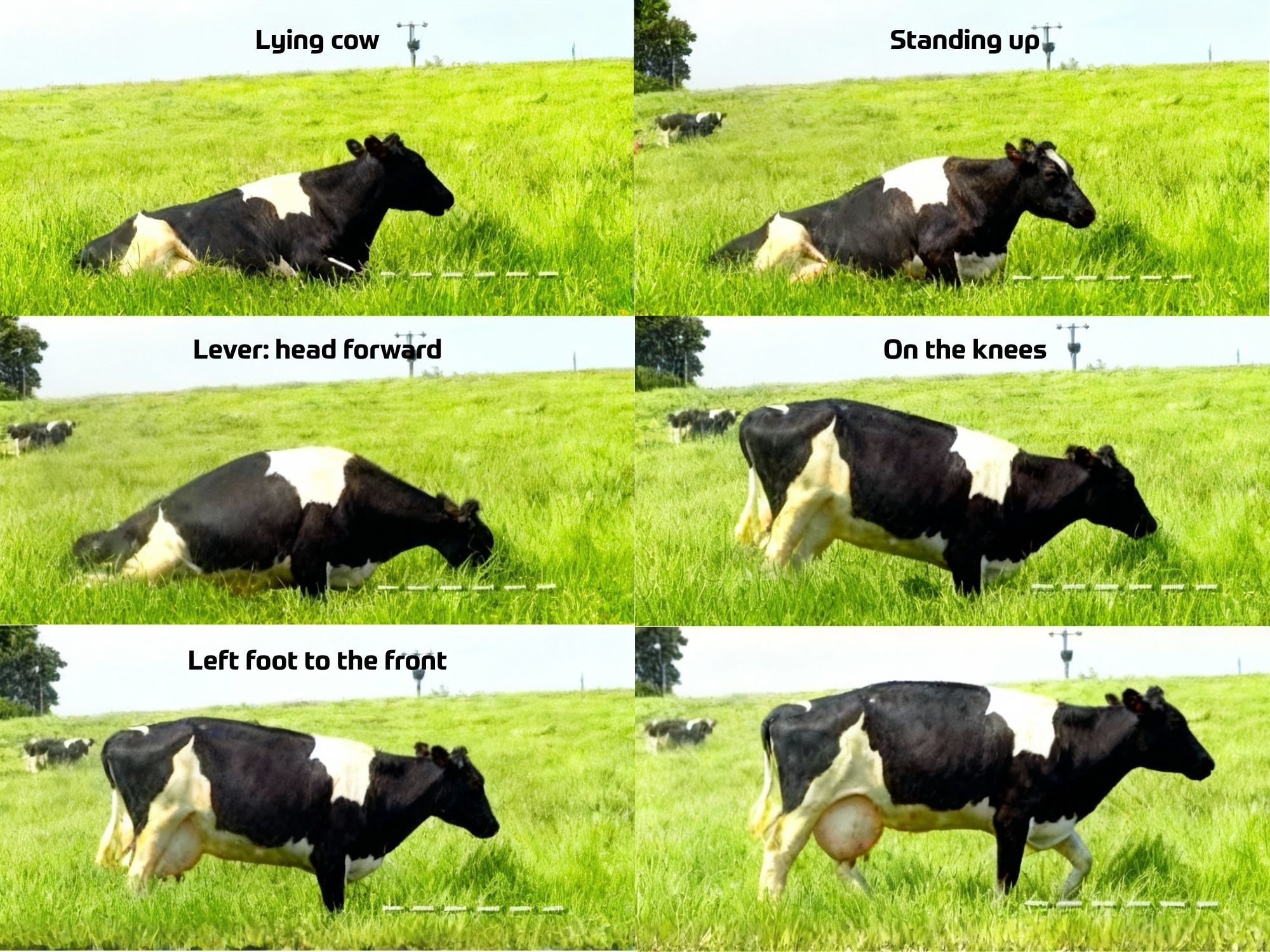 Milchleistung steigern kuh komfort