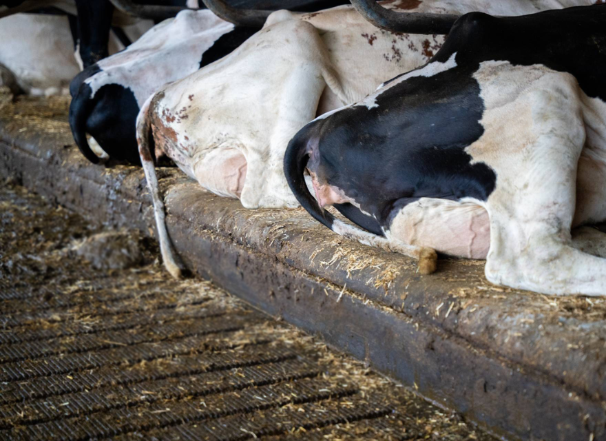 Steigerung der Milchproduktion durch höheren Liegekomfort