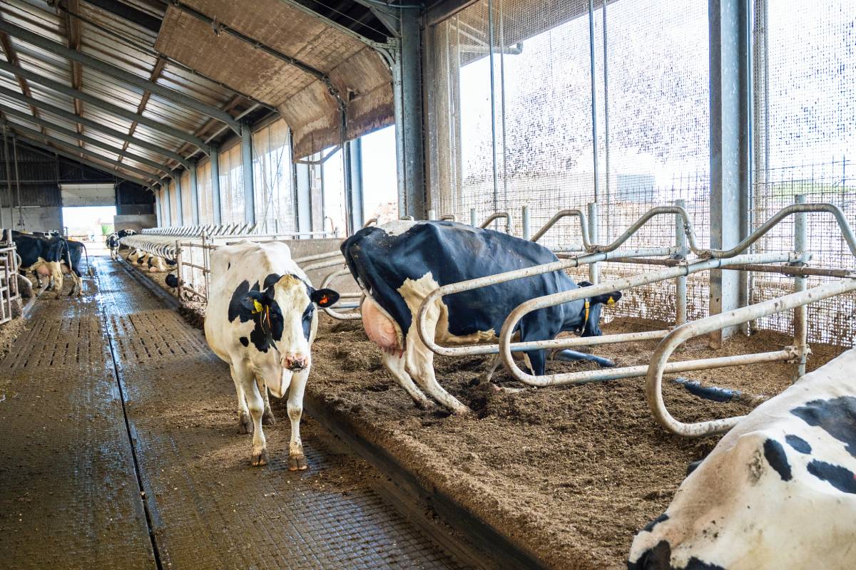 Kuh mit viel Bewegungsfreiheit beim Hinlegen bei Den Hartog