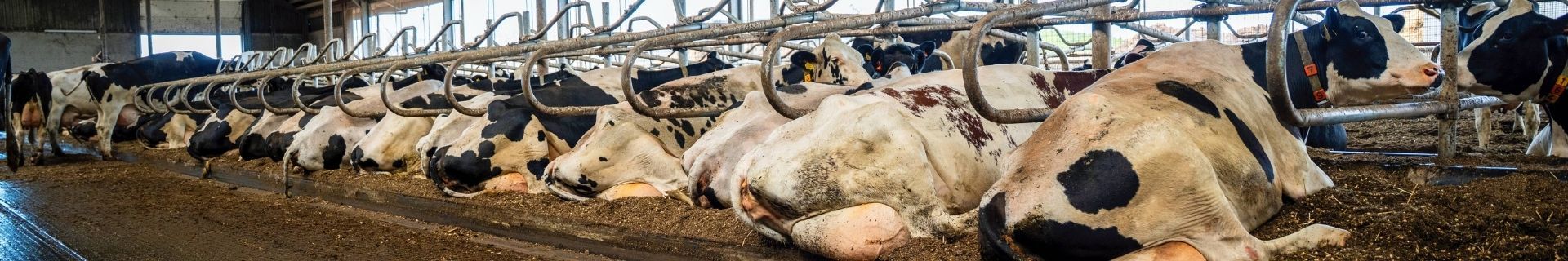 Renovierung mit Vetvice-Liegeboxen bei Den Hartog