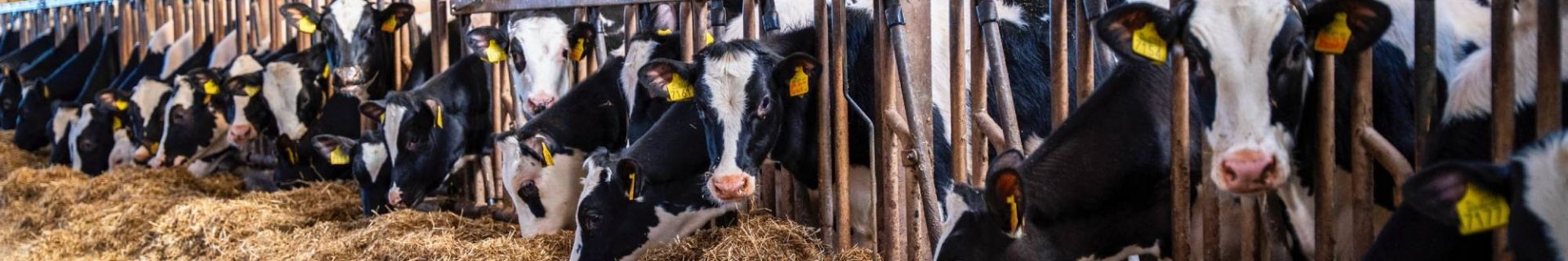 Renovierung Jungviehstall Reitsma