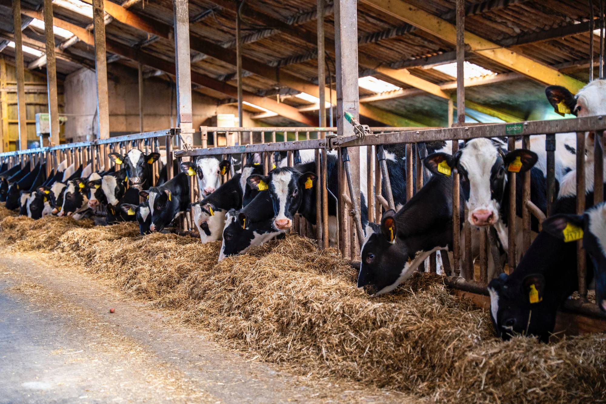 Overzicht jongveestal