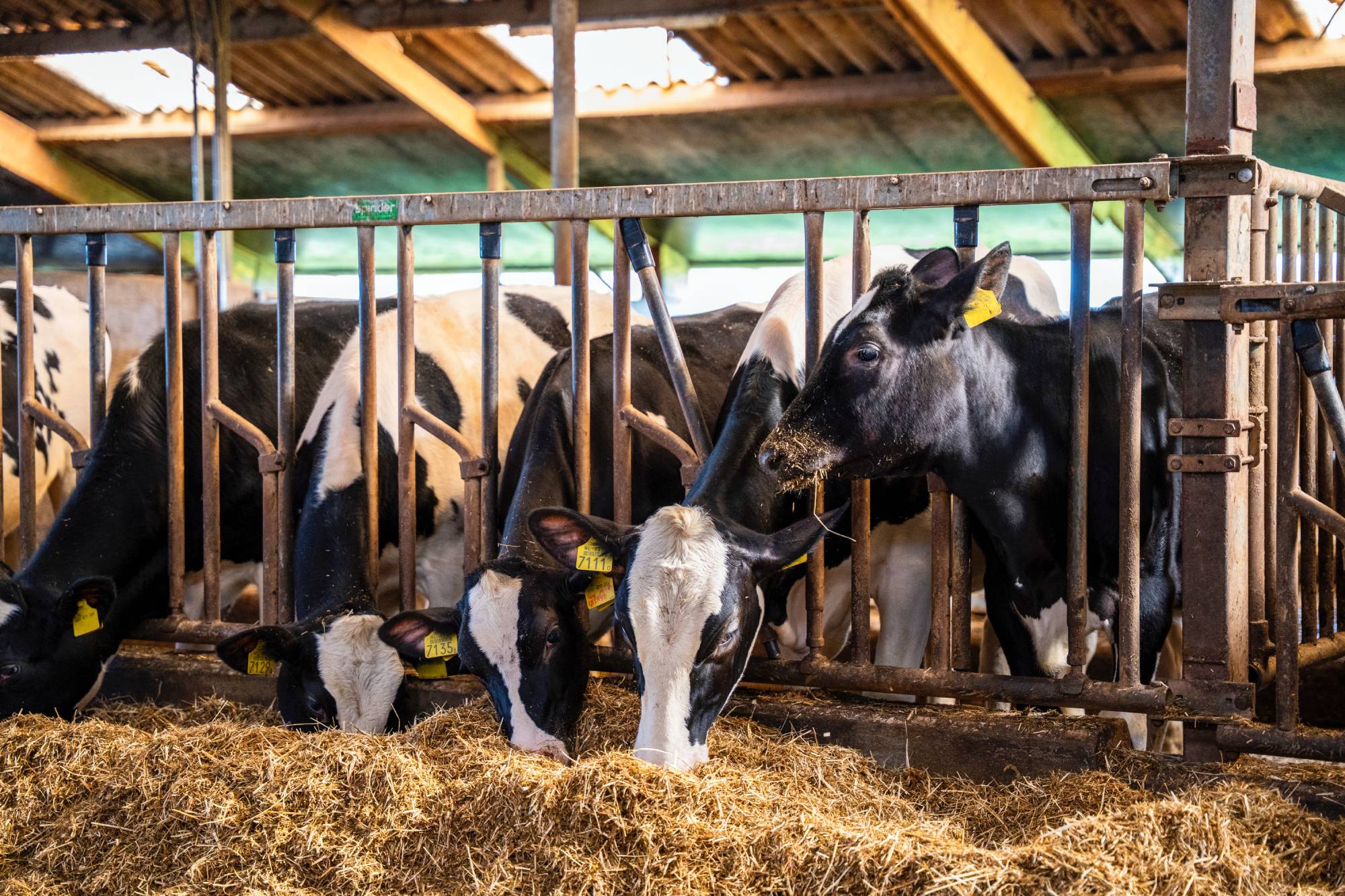 Baseline voerhekken jongvee
