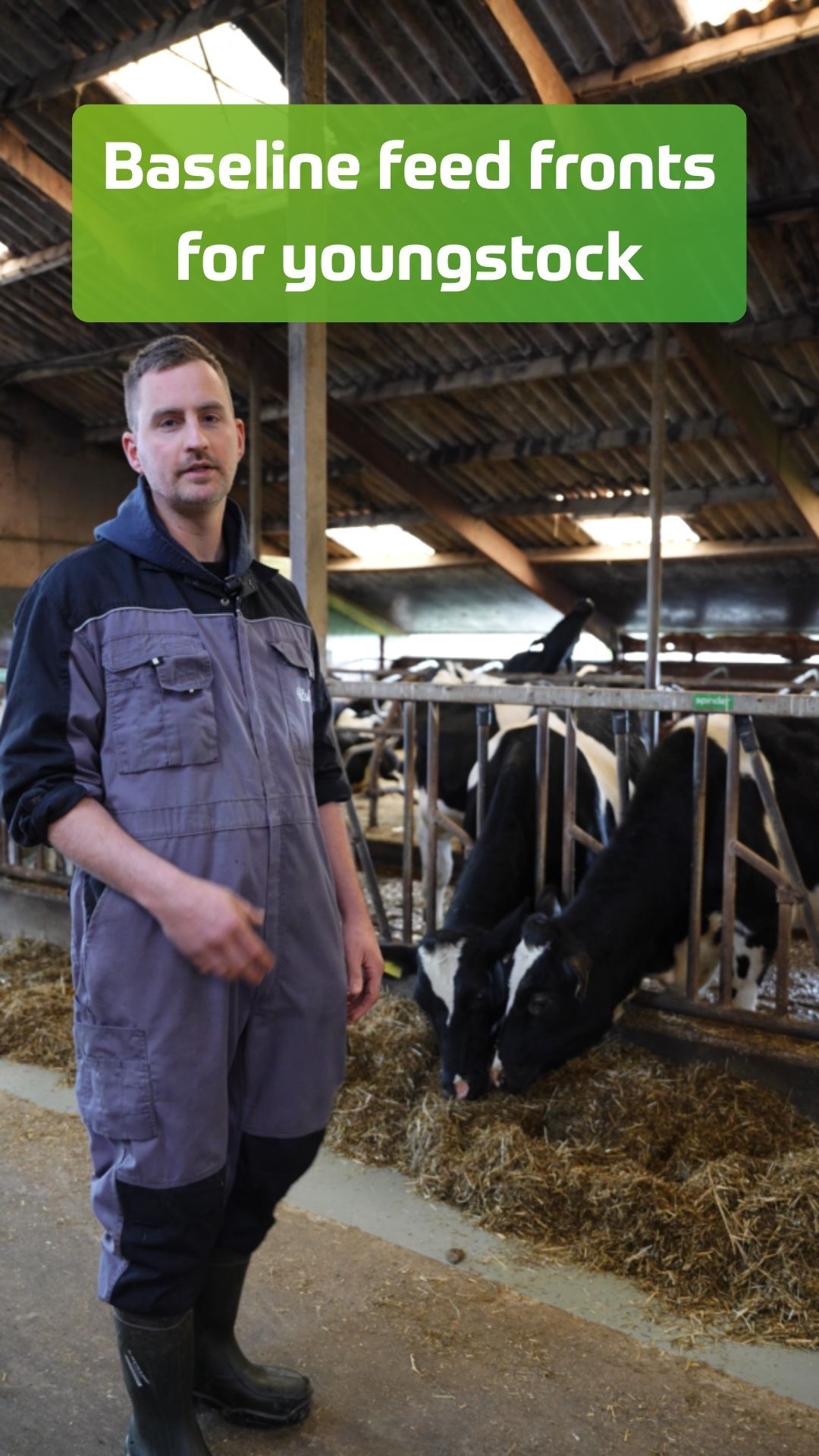 Baseline Fressgitter Reitsma Jungvieh