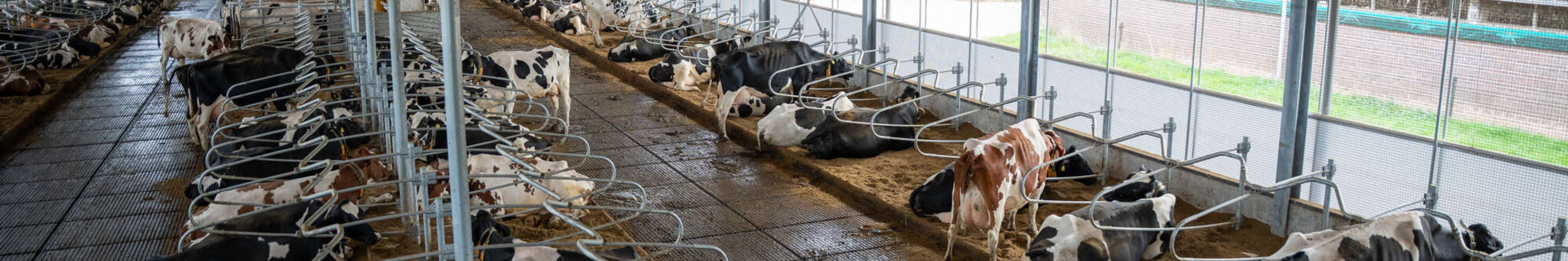 Milchviehbetrieb Simmes Milchviehbetrieb Simmes