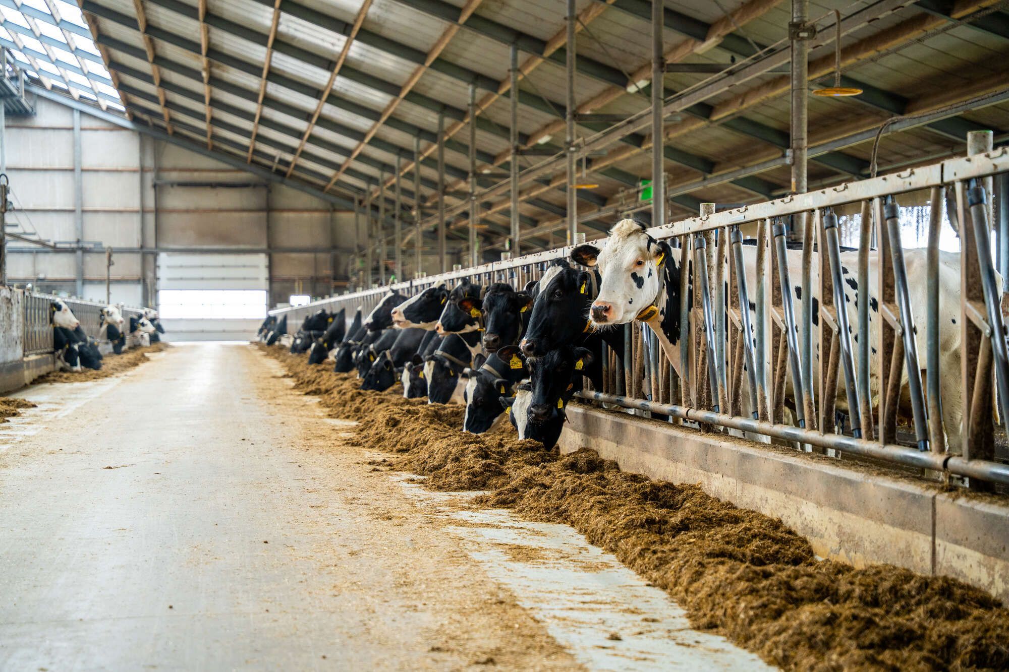 Highline Sicherheits-Fressgitter