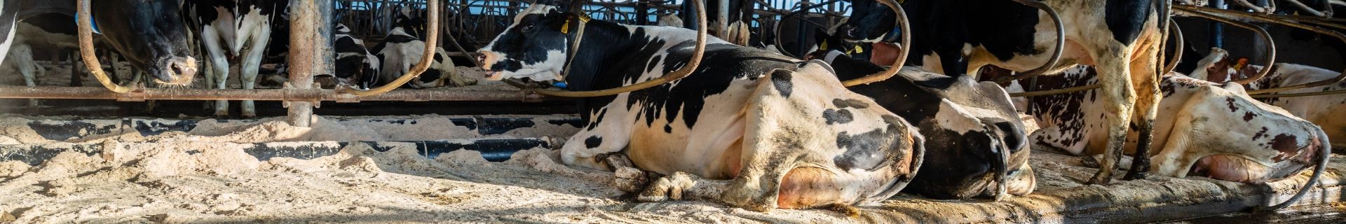 Milchviehbetrieb Van Erp