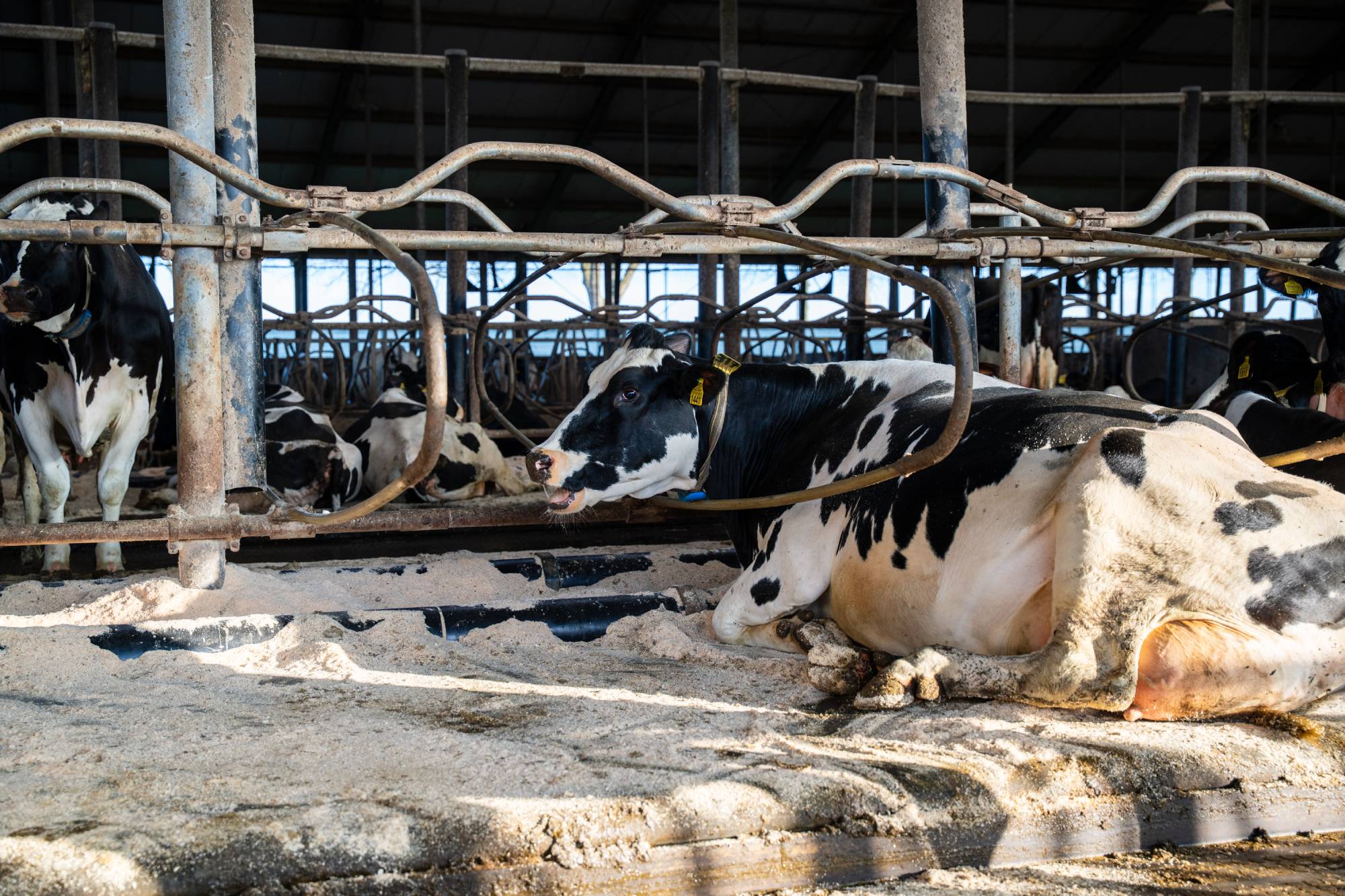 Meadow Mesa Kuhmatratze