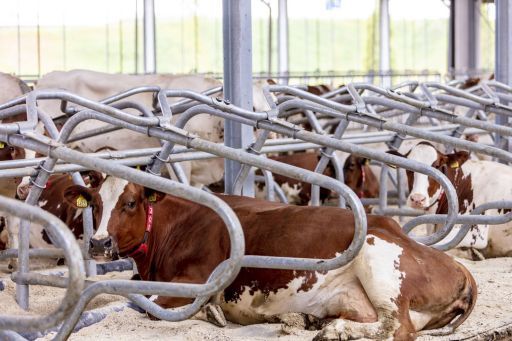 Die optimale Liegebox für Ihre Kühe | Spinder